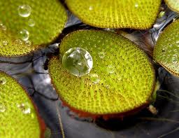 Mayan culture,history,civilization,modernday,Popol Vuh,Jade, Mayan medicine, legends and more